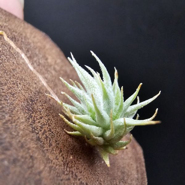 歐洲蘿莉(密葉)/Tillandsia loliacea compact form(Europe)~圖五母株參考！ 