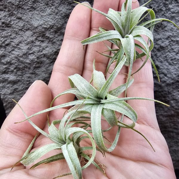 歐洲毛媳婦×電捲燙(不挑株，較大尺寸)/Tillandsia xiphioides(Europe) × streptophllya~隨成長有媳婦的長莖感，特別的是葉片表現因電捲基因限水後而變薄下卷，成了毛感包子的型態。圖四五為較大植株參考。 