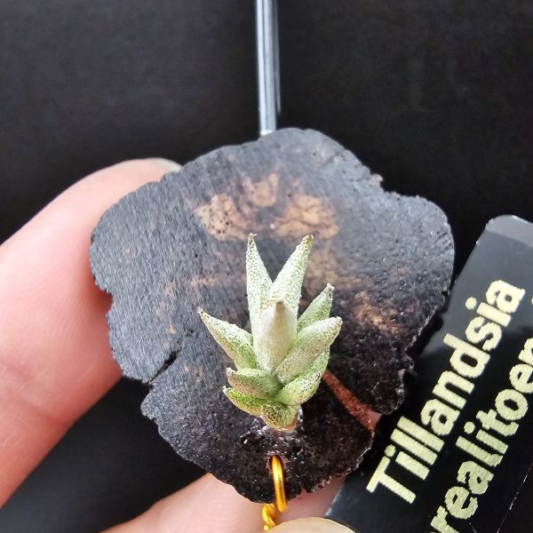 布雷爾利托西斯(M尺寸)/Tillandsia brealitoensis~重油耐用"降真木"板材! 