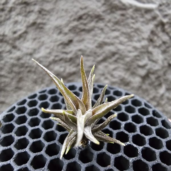 黃花媳婦(xip)×紅電捲/Tillandsia xiphioides v. lutea × streptophylla Red#8262~xip為母本，卻又帶有紅電捲Q葉感與顯色的特性。 