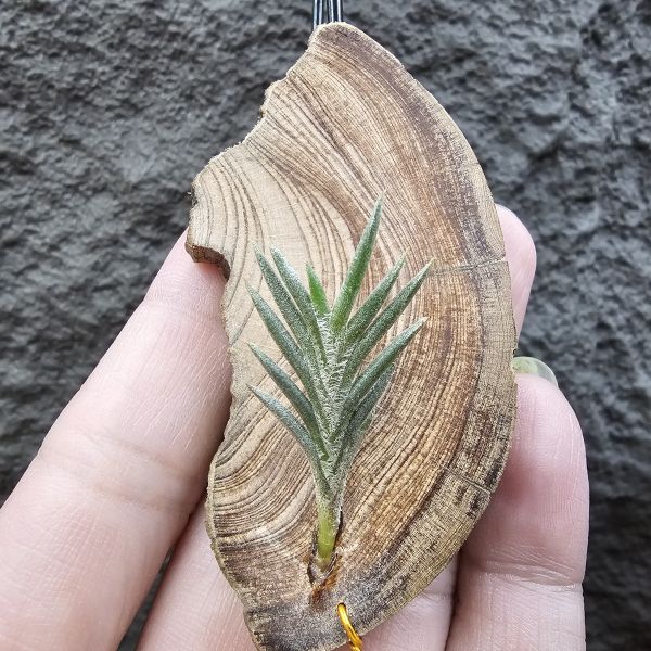 Tillandsia capillaris(73.21) 