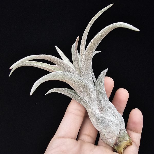 線西野獸(顯紅)首輪肥芽/Tillandsia 'Xianxi Beast'(Mali Dofitas × streptophylla Mexico)~展現了雙親本的特色，長年顯色，毛感厚實。 