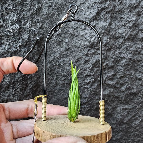 螺絲(限定特價)/Tillandsia Subulifera 