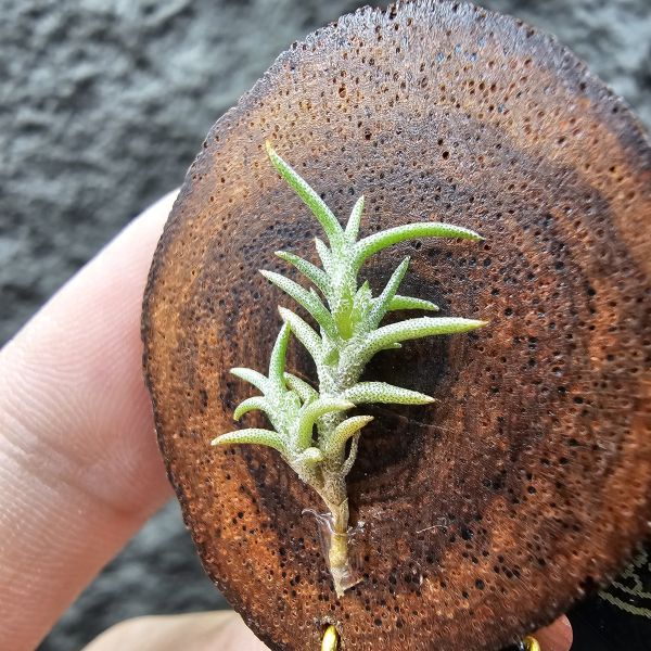 Tillandsia capillaris lottes 