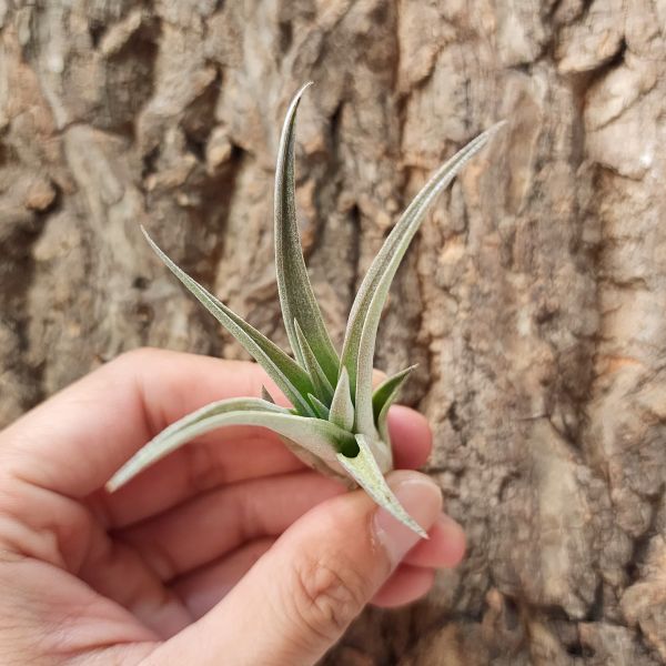 伊麗莎白/Tillandsia Elizabethiae 