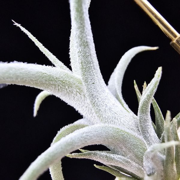 白天鵝×(電捲×犀牛)雨林/Tillandsia barfussii × Blushing Giant(RFI)~圖四較大植株參照！ 