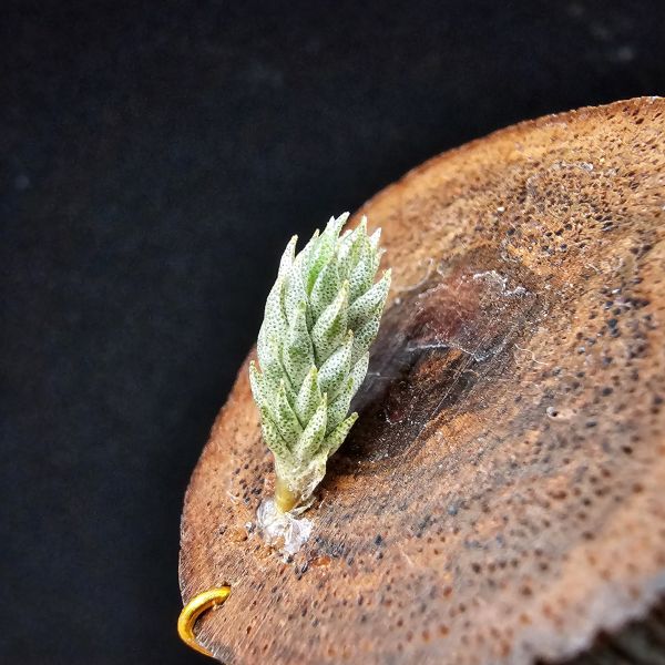 彈頭(黑紫花)/Tillandsia pedicellata Purple Flower(Argentina) 
