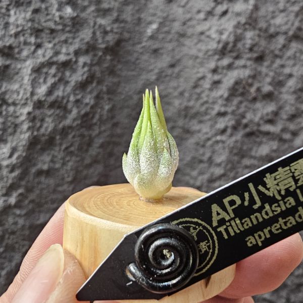 小精靈AP-肌肉型/Tillandsia ionantha apretado(RFI) 
