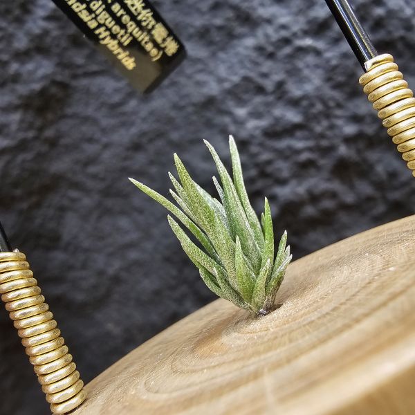 (xip × areq)×迷你電捲/Tillandsia (xiphioides × arequitae)紫花 × diguetii 
