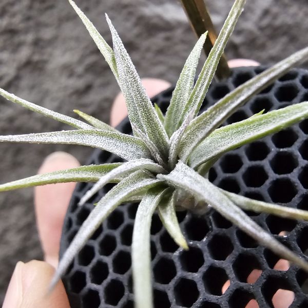 初戀 × 墨西哥電捲/Tillandsia arequitae × streptophylla Mexico 