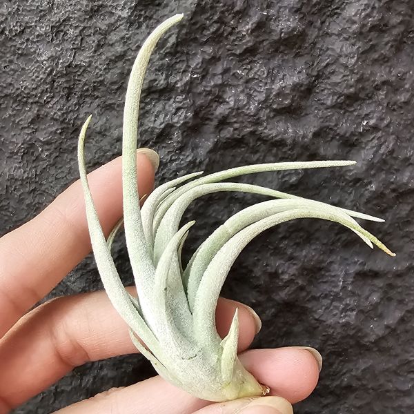 大M/Tillandsia Minasgeraisensis 