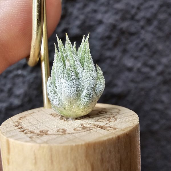 圖騰小精靈/Tillandsia ionantha Totem Pole 