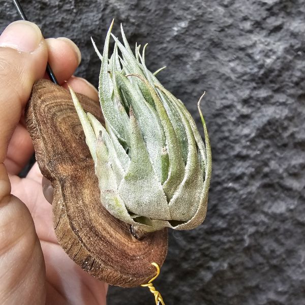 K燒(特大尺寸)/Tillandsia kautskyi 