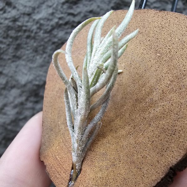 阿根廷卡畢/Tillandsia capillaris(Argentina) 