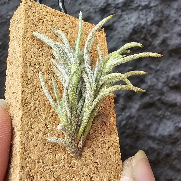 卡畢(阿根廷野採)/Tillandsia capillaris(Argentina) 