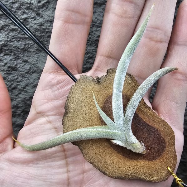 甜不辣/Tillandsia tenebra(Argentina) 