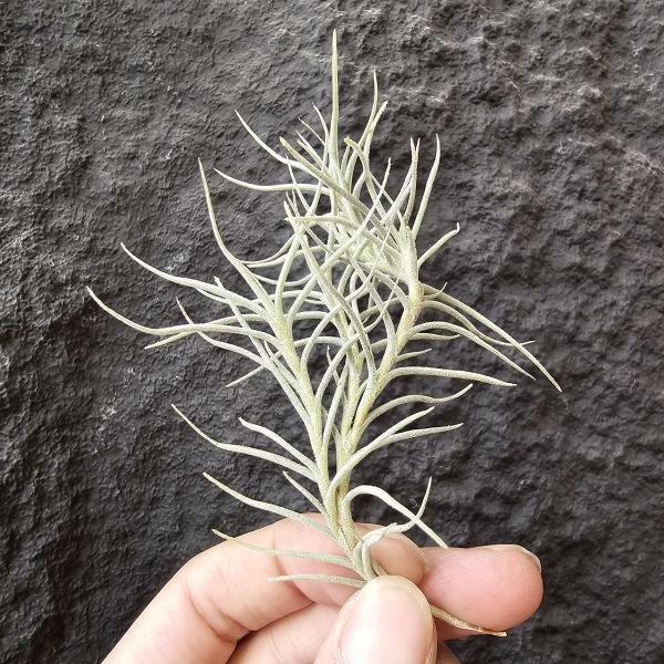 卡畢Type1/Tillandsia capillaris Type 1 
