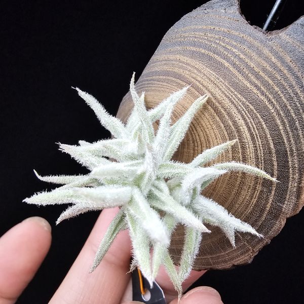 矮種粗糠/Tillandsia paleacea Enano(Europe) 