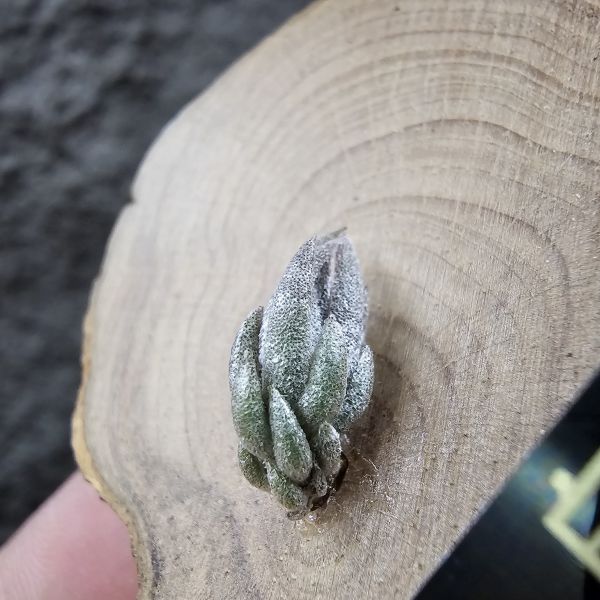 白天鵝×赤兔(新品)/Tillandsia barfussii × edithae~From JoLi 