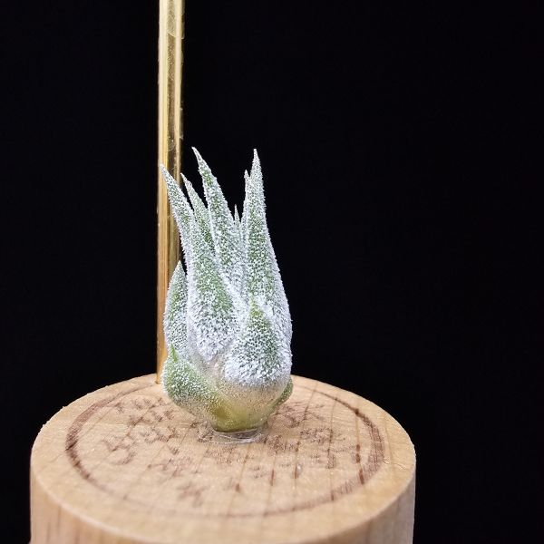 薰衣草小精靈(夏威夷)/Tillandsia ionantha Hawaiian Lavender 