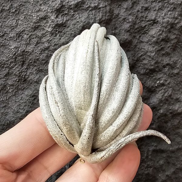 卡蜜拉/Tillandsia carminea(Brazil) 