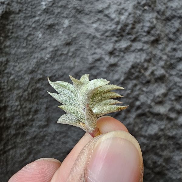 安古/Tillandsia angulosa 