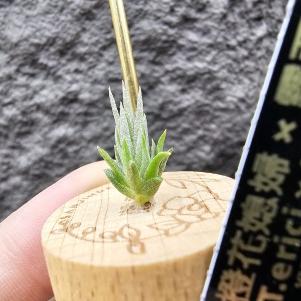 橙花媳婦 × 露西/Tillandsia erici × Luciille 900/1200/1500 