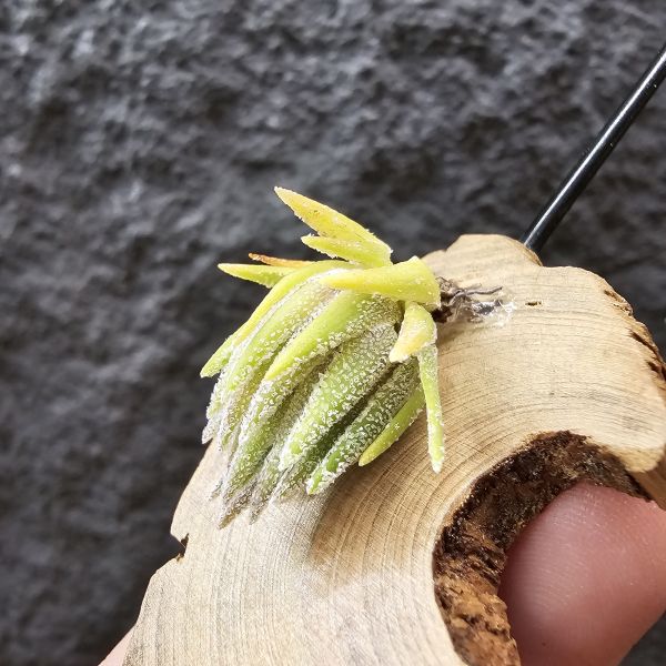 T燒-歐洲/Tillandsia Thiekenii (Europe)~販售品項皆為台灣環境訓養久矣~基本上是相當好照顧~養不好要檢視個人環境！ 