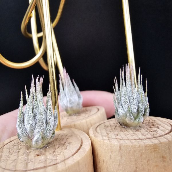 雨林AP早期較細葉/Tillandsia ionantha Apretado(RFI) 