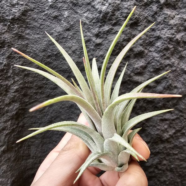 香檳×小精靈/Tillandsia chiapensis × ionantha 