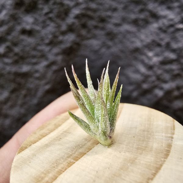 BC實生~會顯色(史蒂夫)/Tillandsia Bea Correale seedling(Steve)~側芽單價高~實生可愛慢慢養~ 