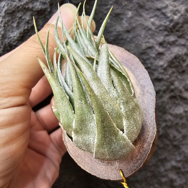 K燒(特大尺寸)/Tillandsia kautskyi 