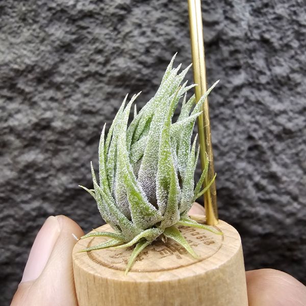 S燒/Tillandsia sprengeliana(Europe) 