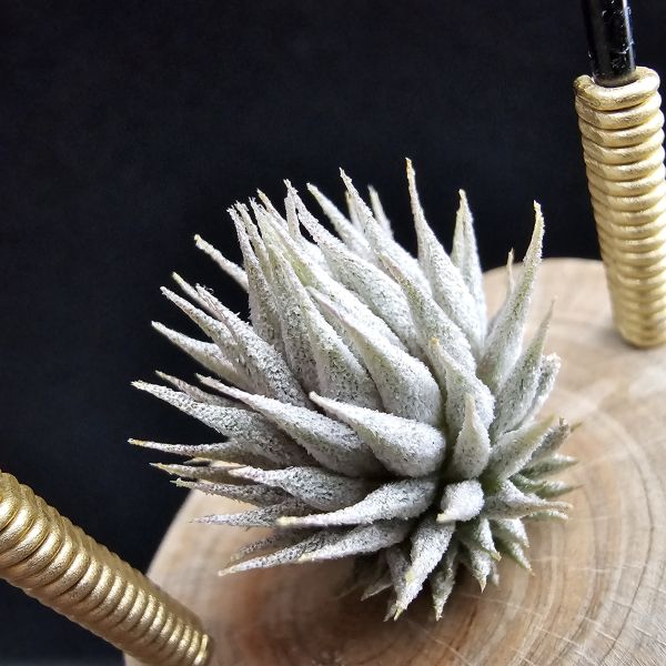 德K榛果×雨林AP(芽養至近成株最少2~3年)/Tillandsia ionantha haselnuss x ionantha Apretado(RFI) 