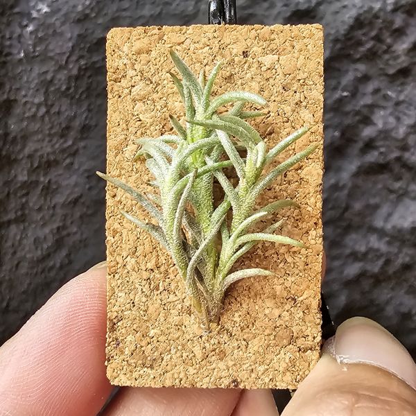 卡畢(阿根廷野採)/Tillandsia capillaris(Argentina) 