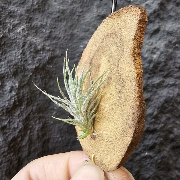 草皮變異・捷克(成株)/Tillandsia tricholepis var. macrophylla(CZ) 