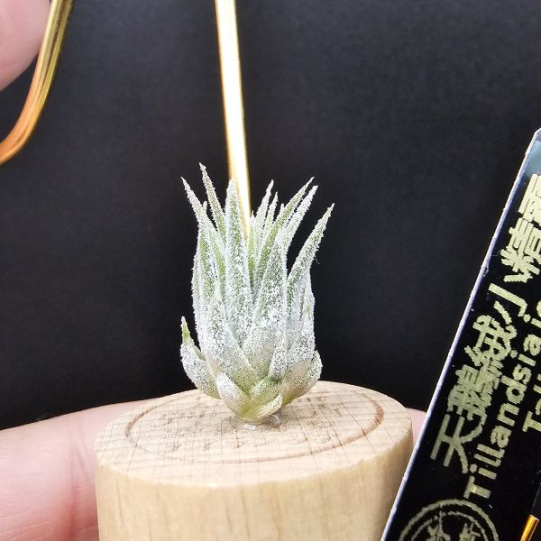 天鵝絨小精靈/Tillandsia ionantha Tall Velvet 