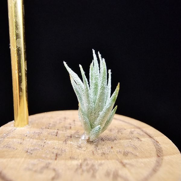 白天鵝×(電捲×犀牛)雨林/Tillandsia barfussii × Blushing Giant(RFI)~圖四較大植株參照！ 