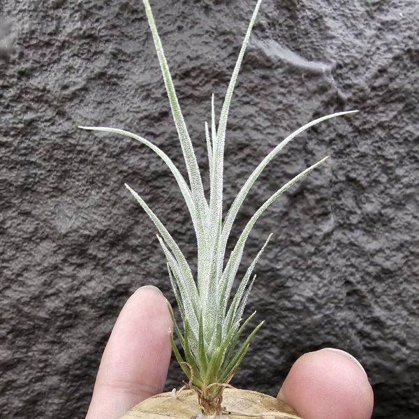 初戀 × (河豚×犀牛)/Tillandsia arequitae × (ehlersiana × seleriana RFI) 