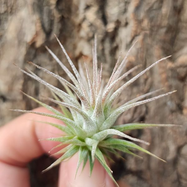 小精靈-雪白型/Tillandsia ionantha 