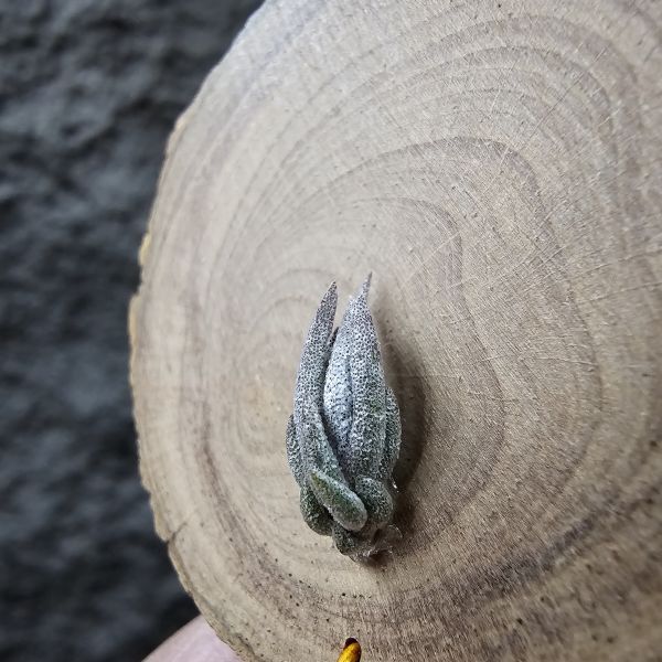 白天鵝×赤兔(新品)/Tillandsia barfussii × edithae~From JoLi 