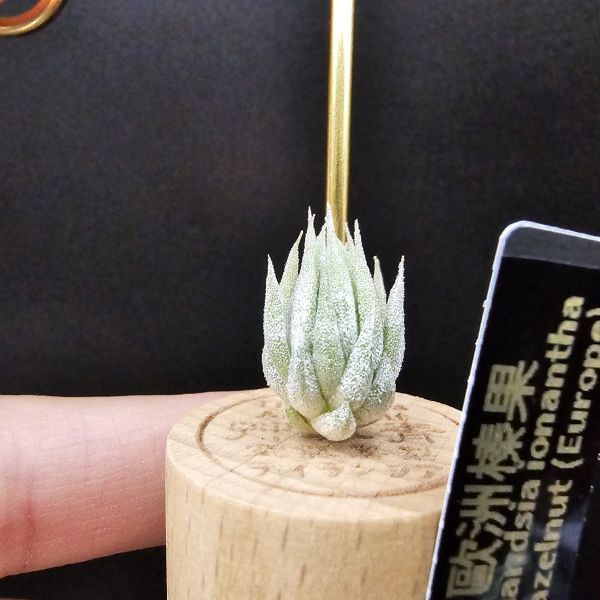 歐洲榛果/Tillandsia ionantha Hazelnut (Europe) 