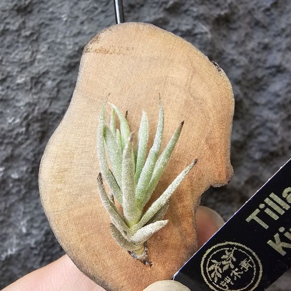 Tillandsia kirschnekii 紫花原生種 