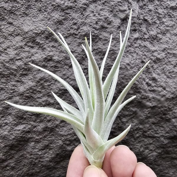 雷卡維芙莉亞(美美的芽)/Tillandsia recurvifolia 'leon' 