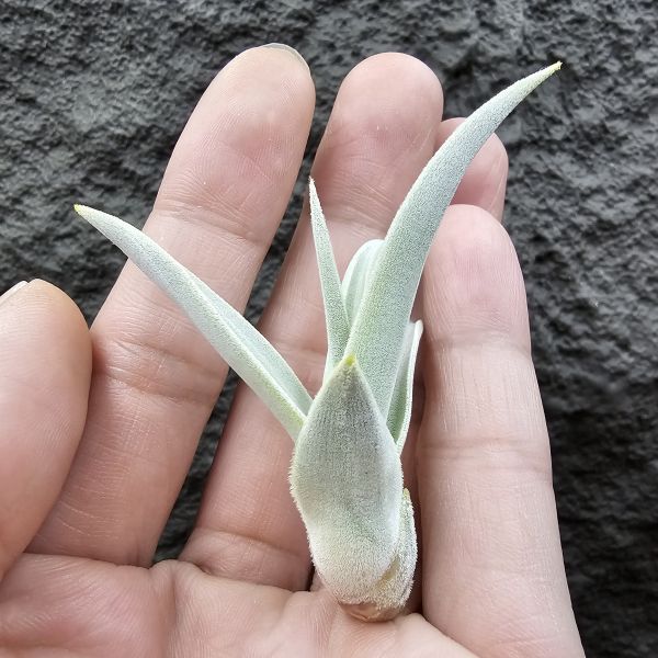 德K白天鵝X？(圖四、五母株參考)/Tillandsia barfussii X？(KK)德國農場相當高價的大型白天鵝！母株購買時近3W，具描述可能是與雪鵝SP.的交種，與常見的白天鵝相較看似有偏白些，有無差異則依個人的主觀判斷覺得有收藏價值在購買！ 