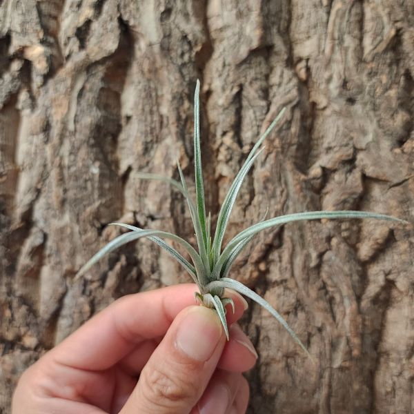 米瑪變種/Tillandsia Mima Chilitensis 