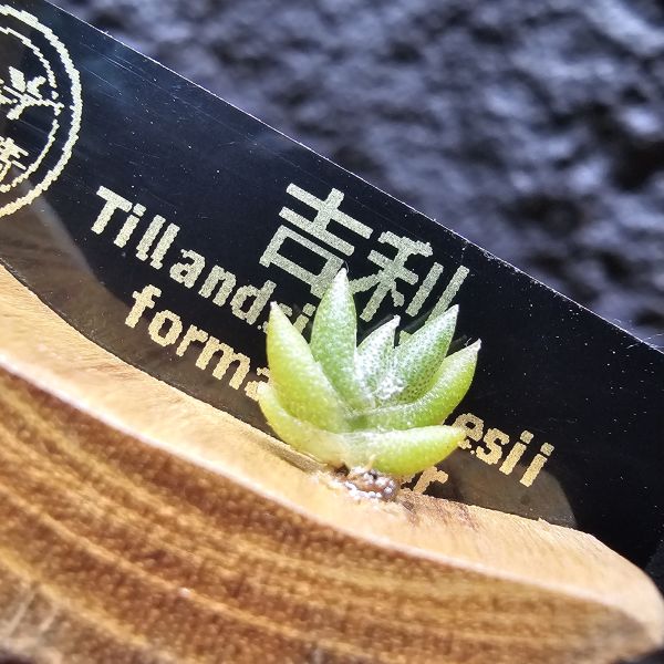 吉利/Tillandsia gilliesii forma major 