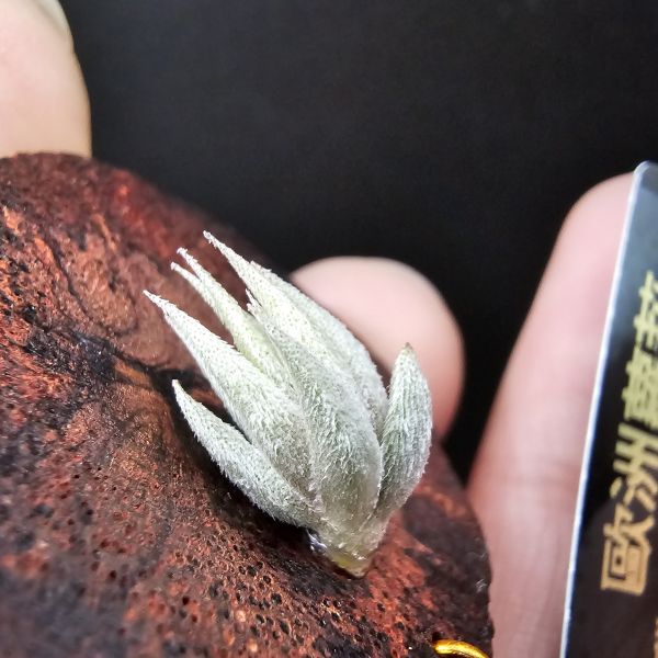 歐洲蘿莉/Tillandsia loliacea(Europe) 