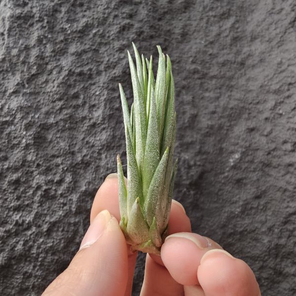 小狐尾×小精靈/Tillandsia funckiana × ionantha 