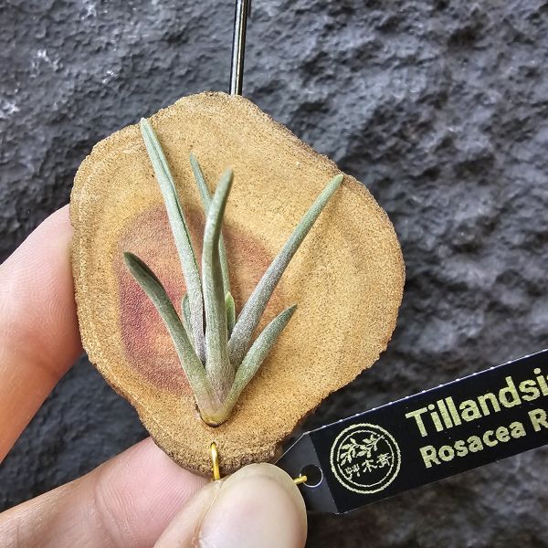 rosacea(紅色型)/Tillandsia rosacea Red 